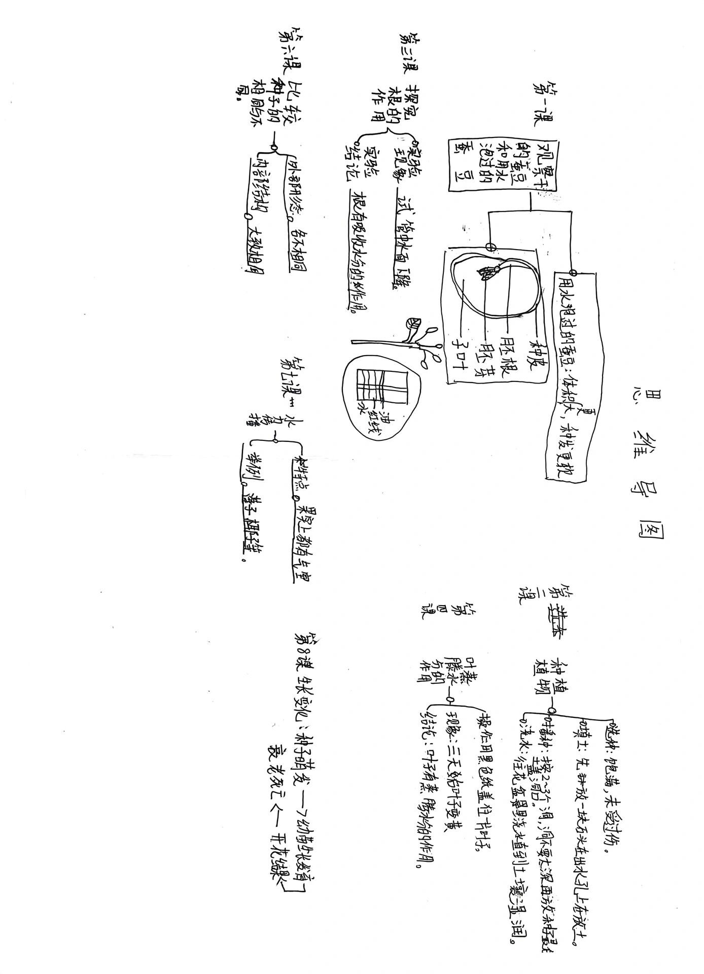 四下科学一单元 凤仙花的一生,学生思维导图.