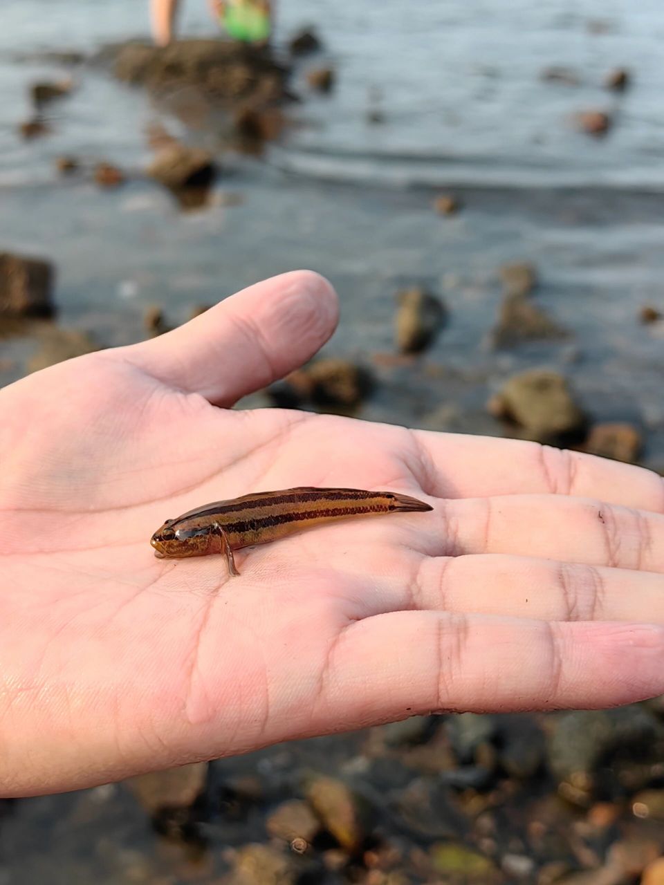 17二刷秦皇岛东山浴场赶海!花蛤吃到撑! 赶海太好玩了!