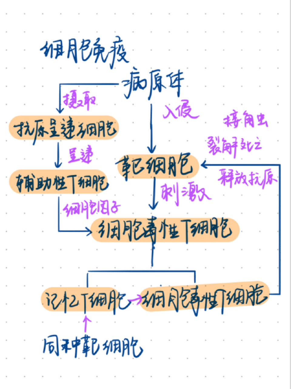 免疫反应过程图解图片