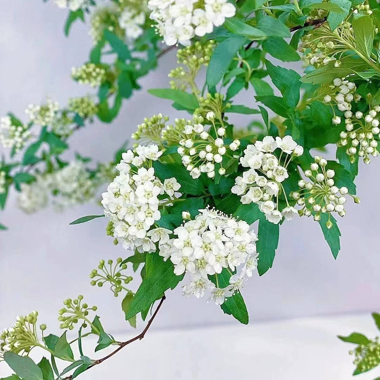 spiraea cantoniensis lour|麻叶绣线菊 别名:手球花,小手球,麻叶绣球