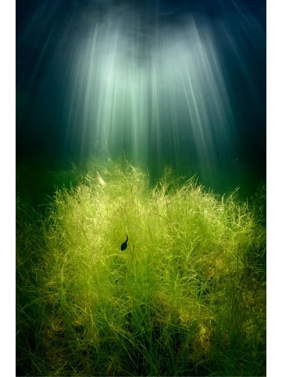 鱼眼中的世界 鱼的记忆只有七秒,难道是为了记录不同角度的美丽吗?