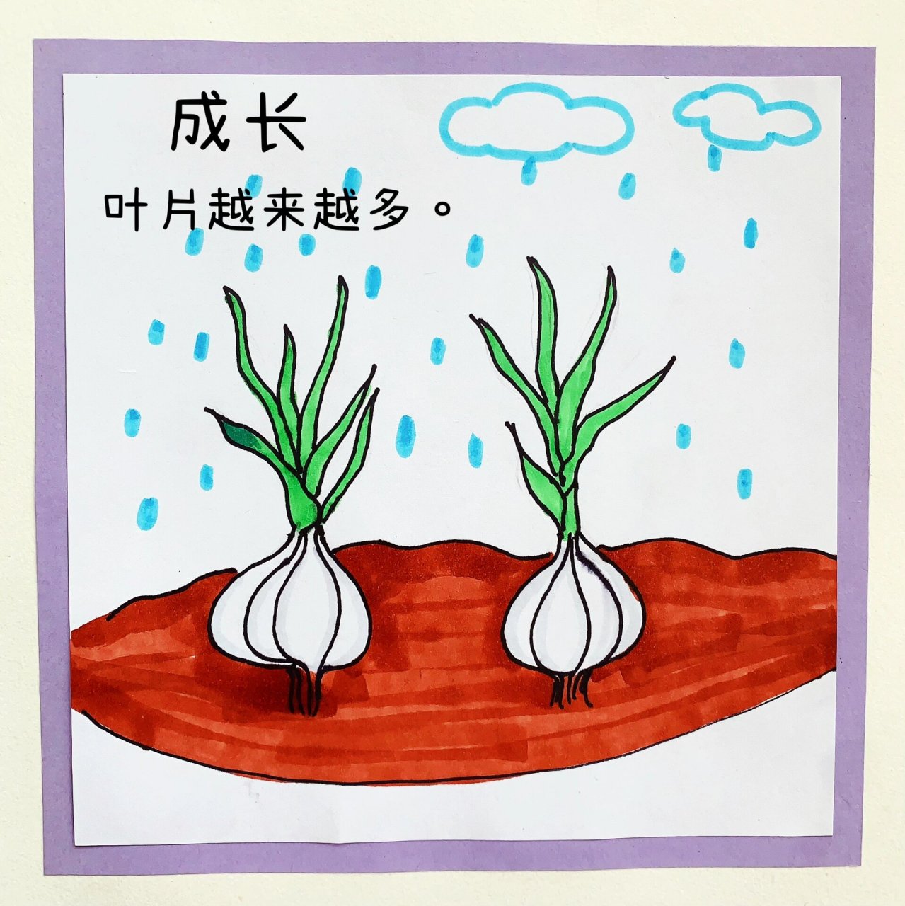 大蒜生长过程绘画