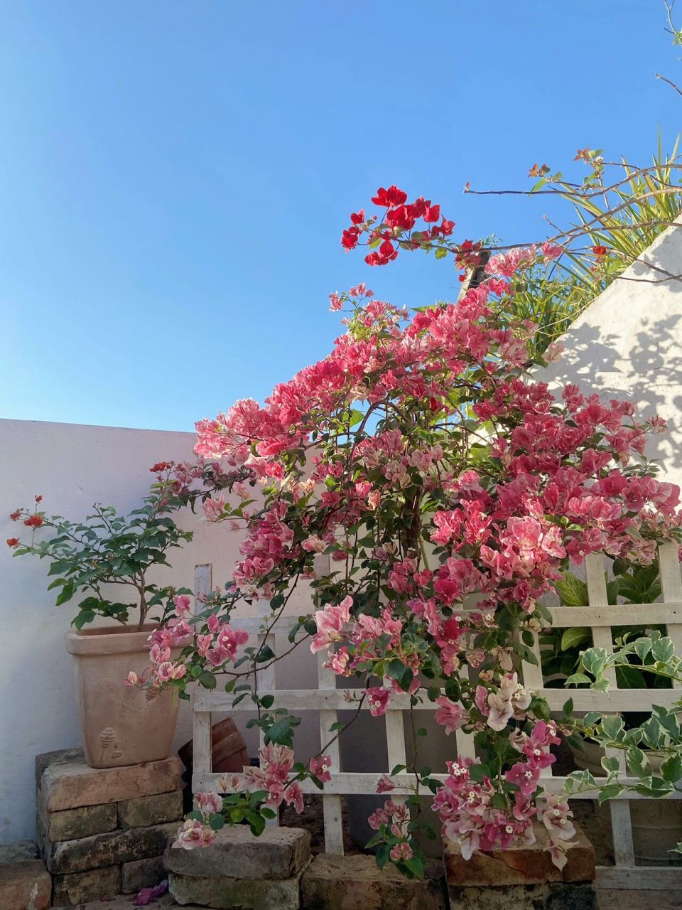 养株漳红樱吧 漳红樱是三角梅的一个经典品种,因出自福建漳州而得名