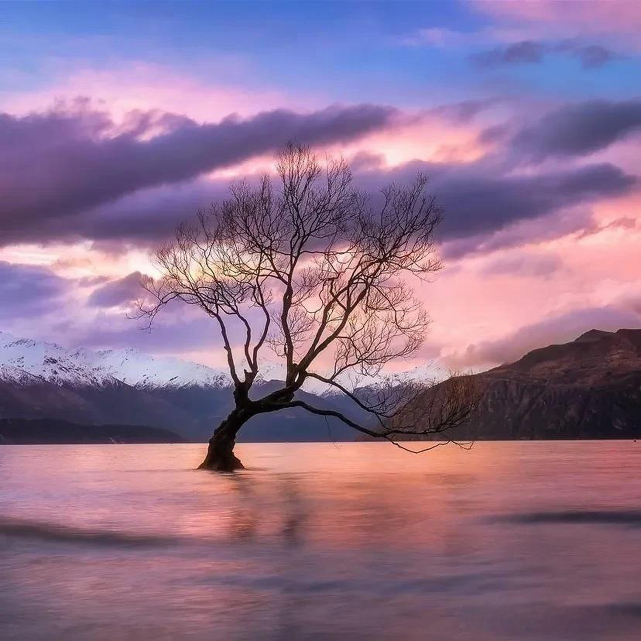 新西兰wanaka tree"瓦纳卡树,是一株孤立在湖中80多年的柳树,故又