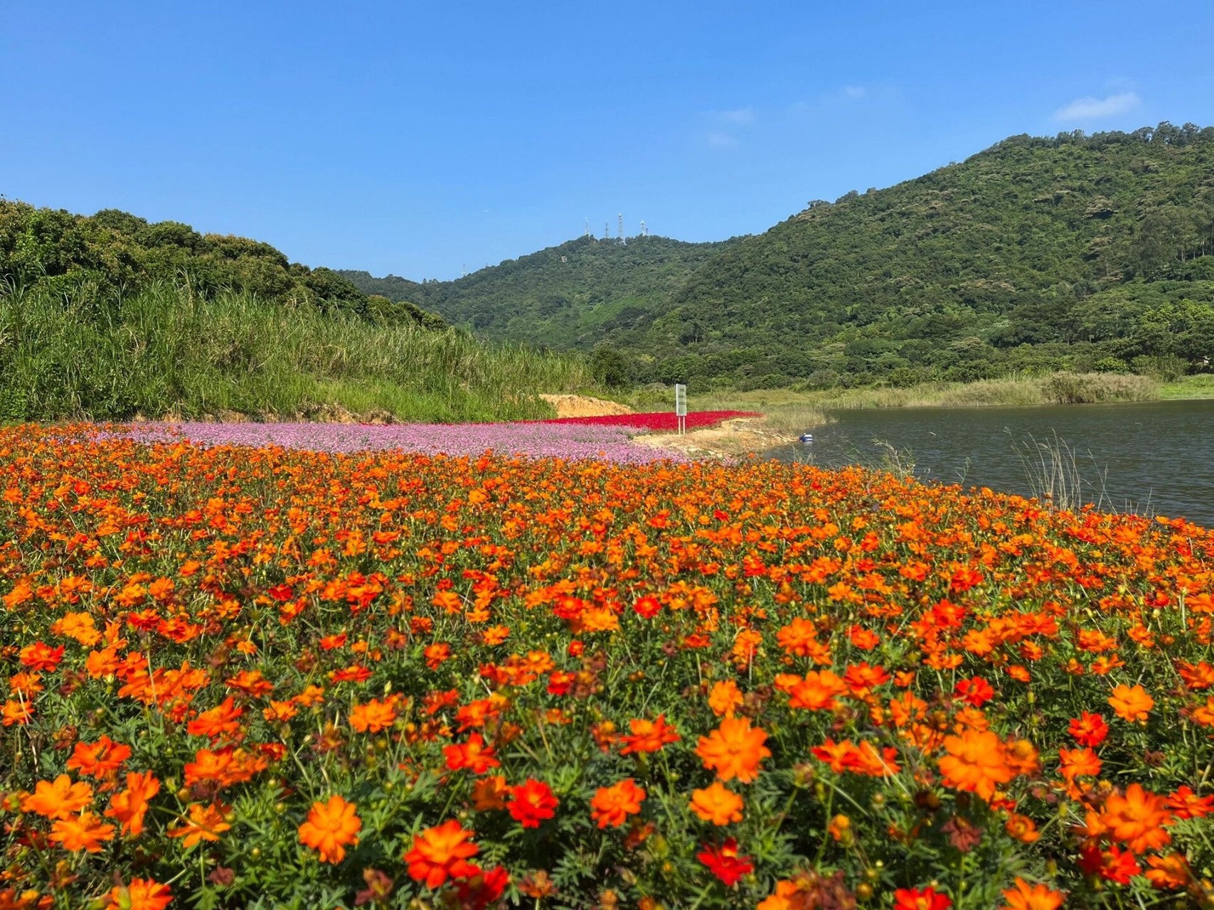 南沙95漫山遍野的花海属于秋天的浪漫 黄山鲁森林公园7215 在
