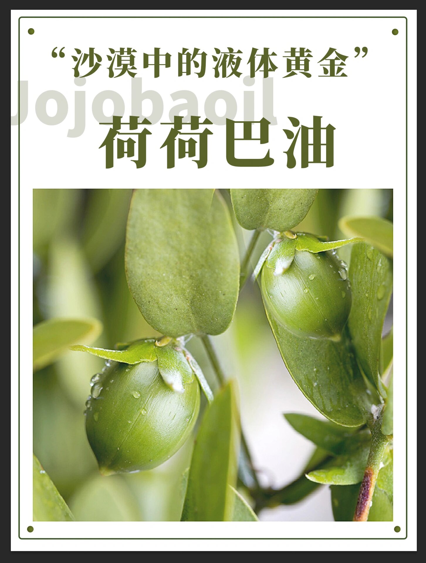 错过后悔7215荷荷巴油用法大全!