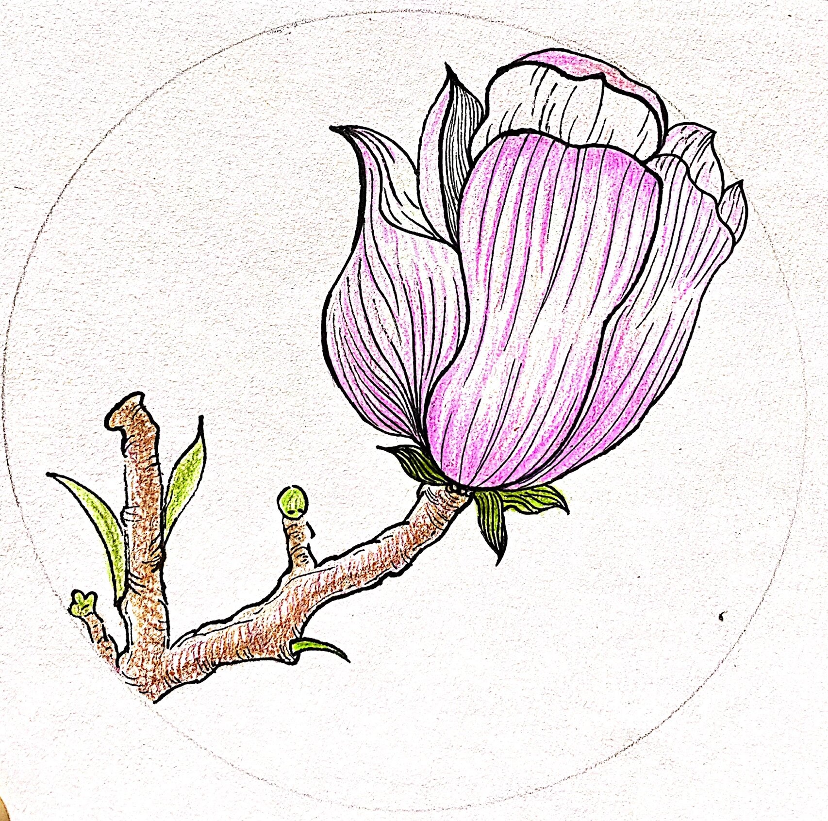 手绘玉兰花的开花过程