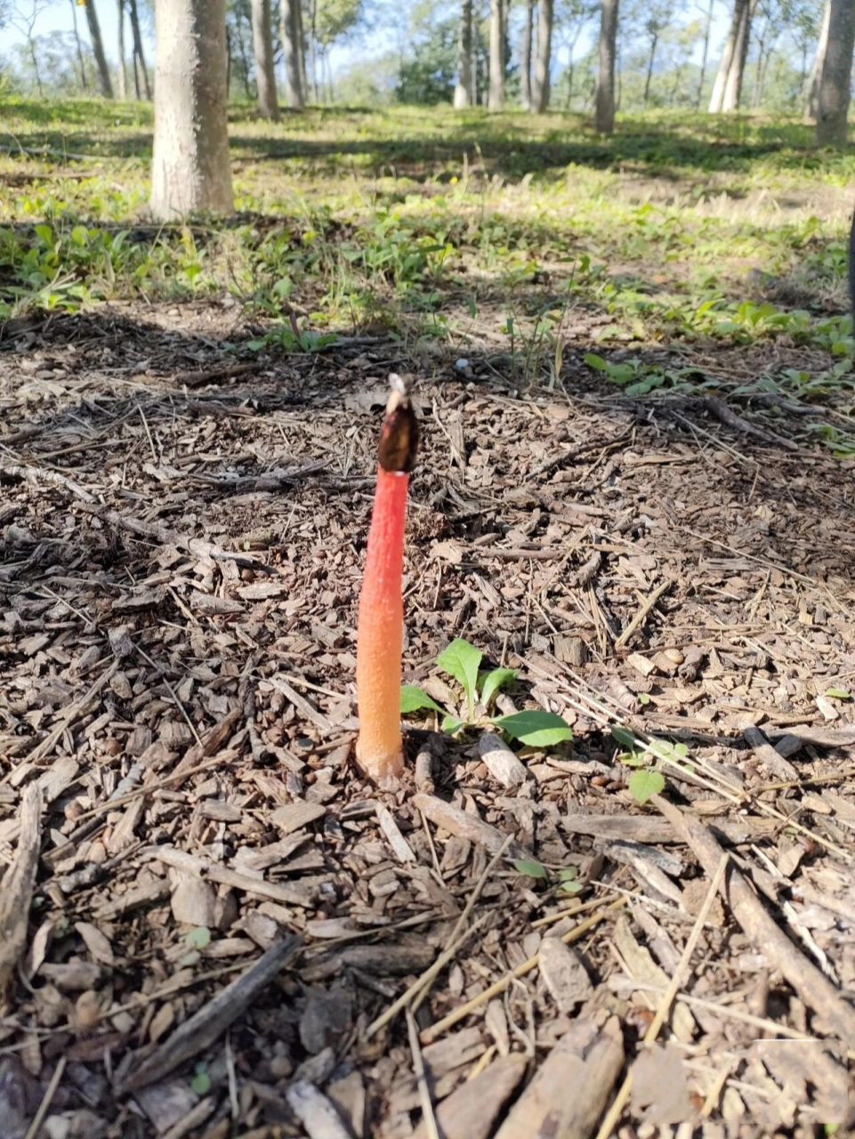 红鬼笔原来也能吃 红鬼笔: 因其味道如鸡屎,也有人称鸡屎菌,红鬼笔多