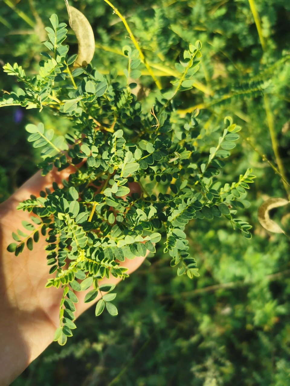 家乡的野生黄芪 大家有见过吗 纯正野生黄芪是一种多年生草本植物