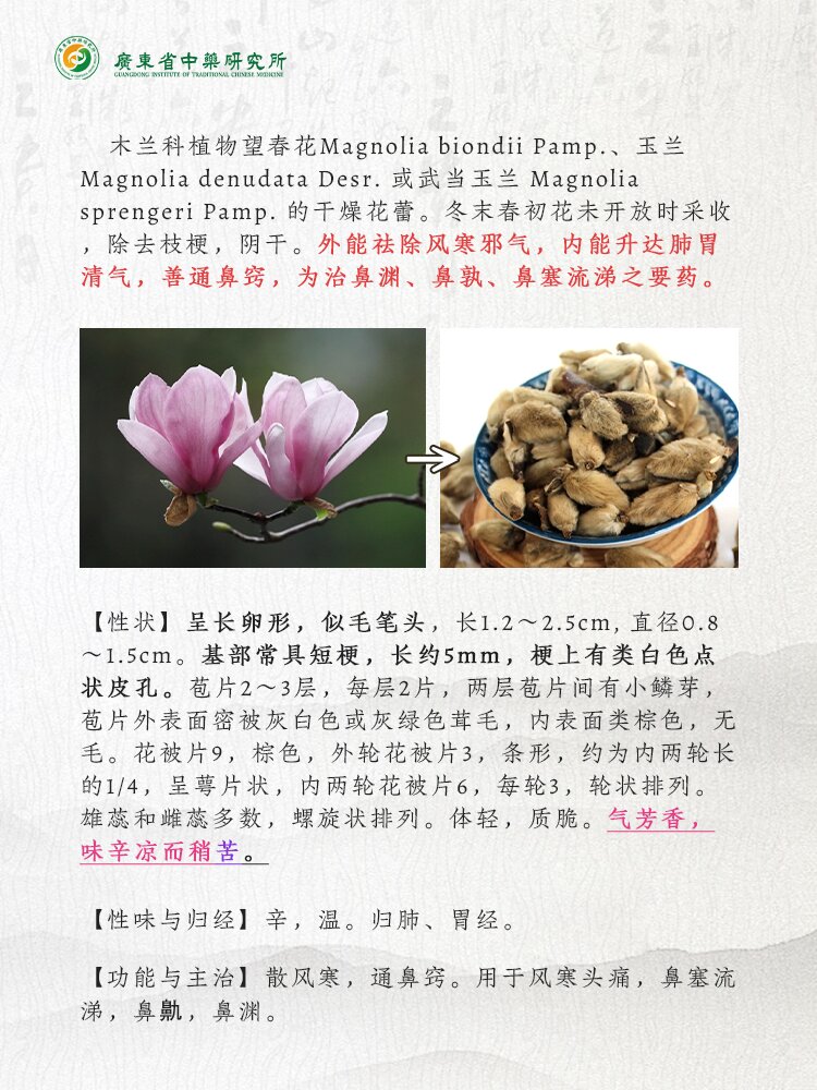 91广东省中药研究所中药每日科普-辛夷