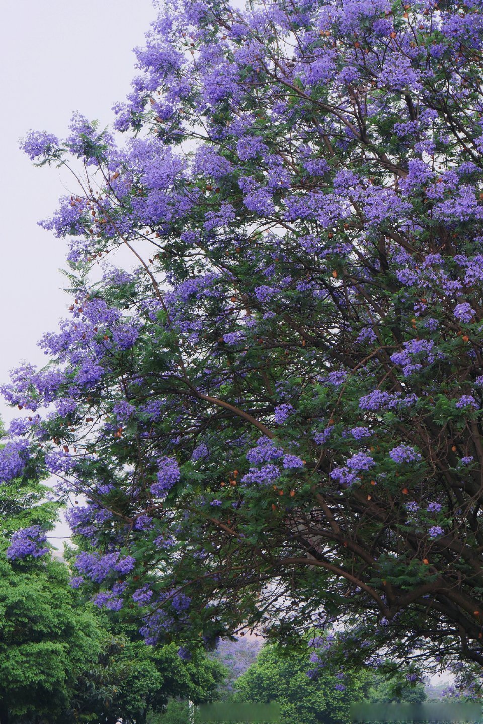 位于成都武侯区的武晋路,整个蓝花楹花道长约1700米每年都要惊艳无