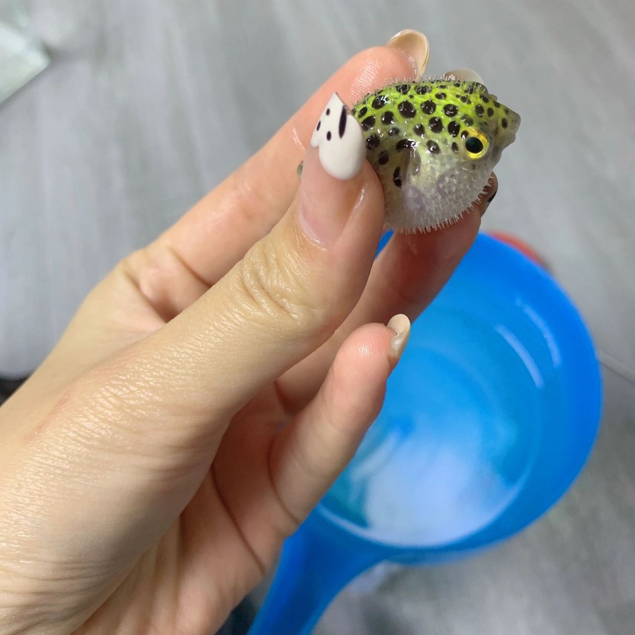 养观赏小河豚要注意什么 水温,饲养观赏河豚鱼时,需将水温稳定在20