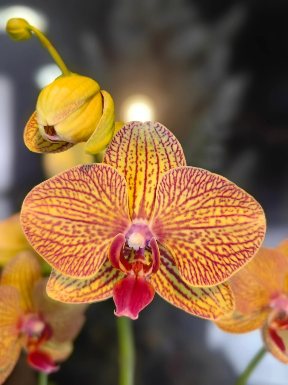 黄金甲蝴蝶兰 【黄金甲】蝴蝶兰新品6枝花剑,宽度65cm*高度68cm.