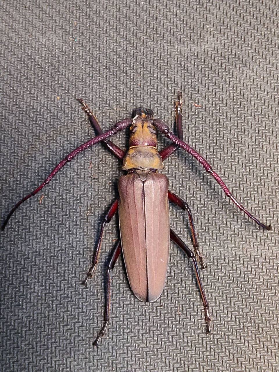 薄翅天牛,也叫中华裸角天牛,夏天南京湖边的柳树上面的"常客".