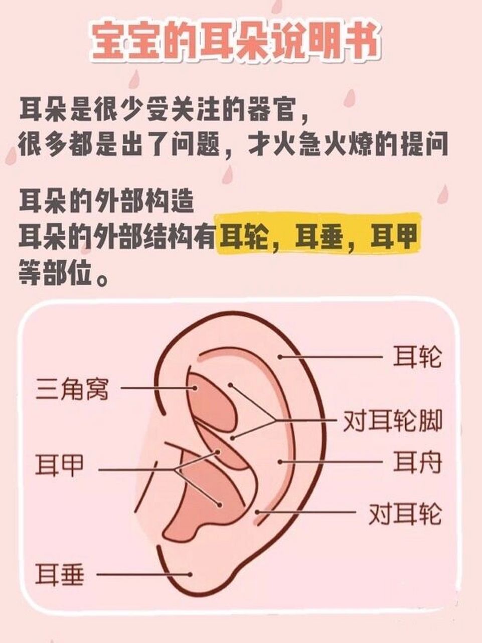 小耳朵是怎么形成的图片