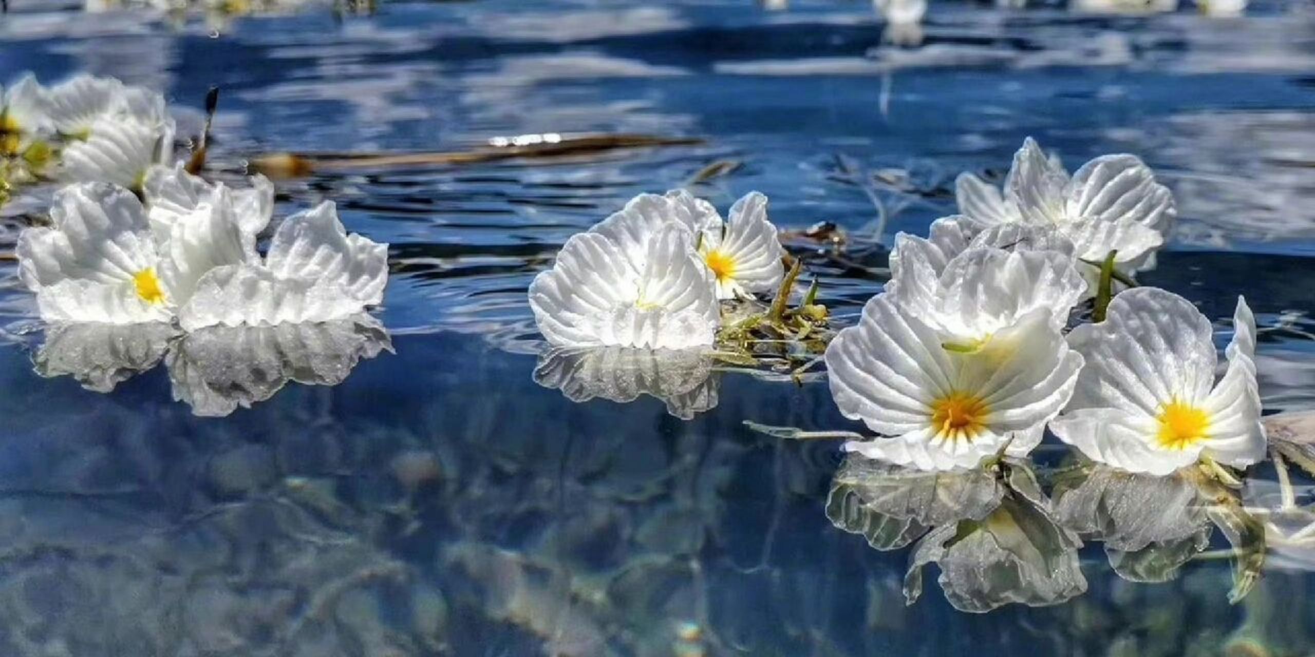 波叶海菜花图片