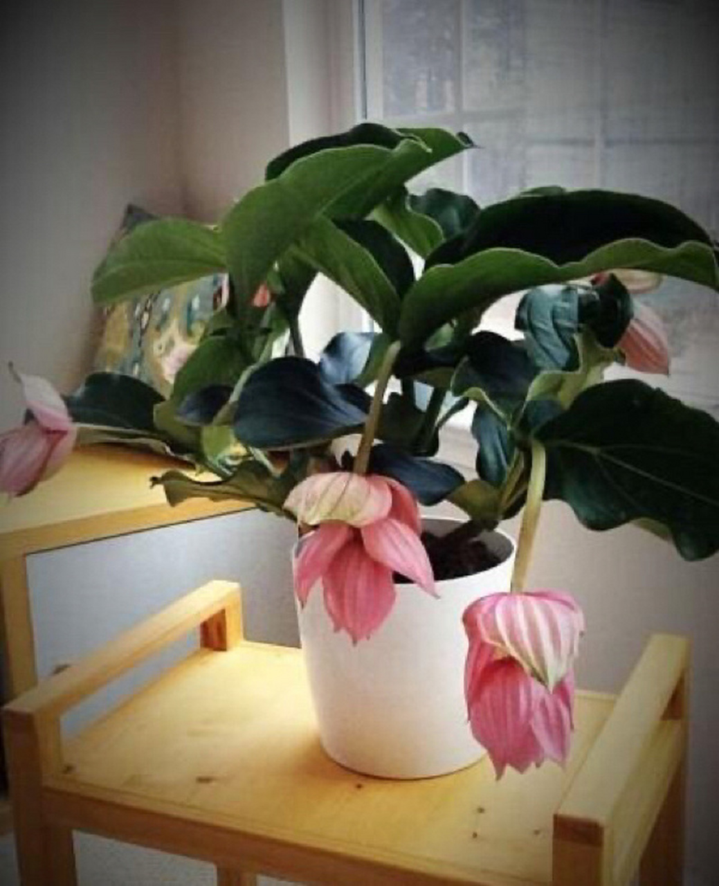 宝莲灯养殖方法 宝莲灯花的繁殖方法,什么时候繁殖 宝莲灯花可播种