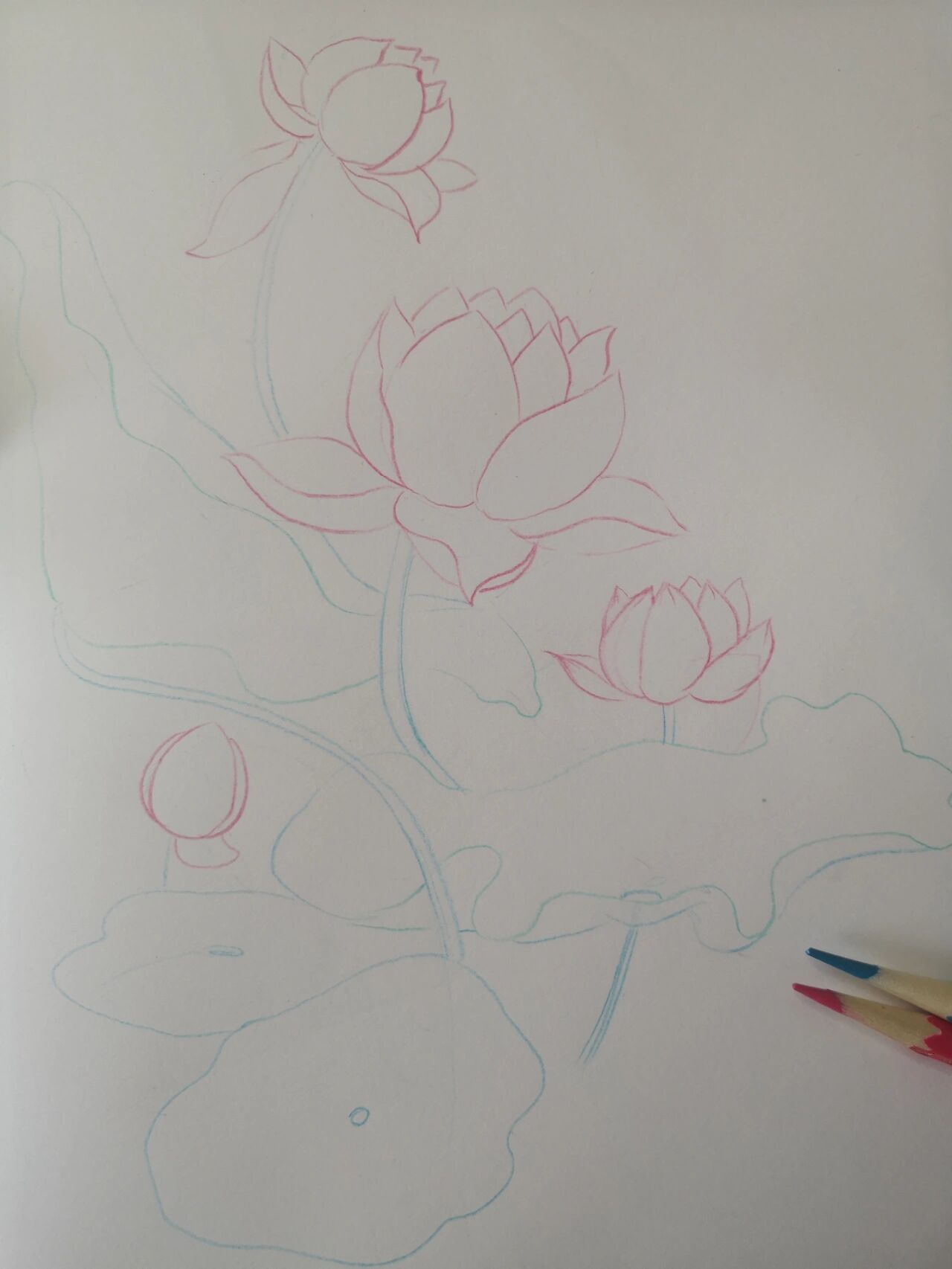 彩铅||超详细《荷花》内附线稿与铺色 画画起稿到铺色环环相扣,每一笔