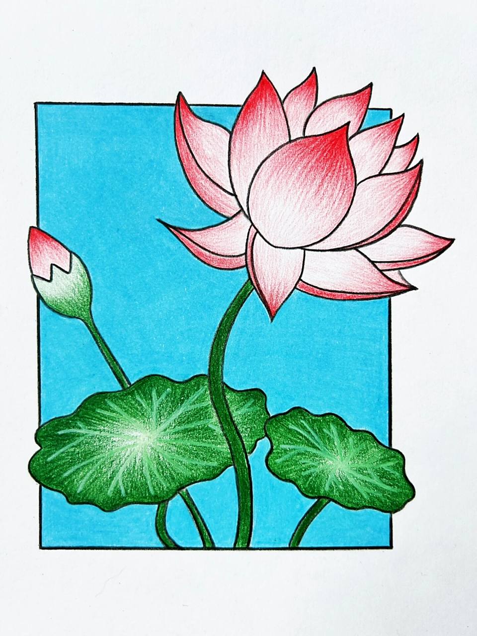 荷花简笔画(彩铅手绘)