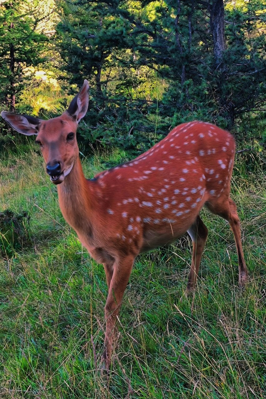 元古堆鹿场 周末休息圣地 元古堆村 梅花鹿 真的很适合周末来放松放松