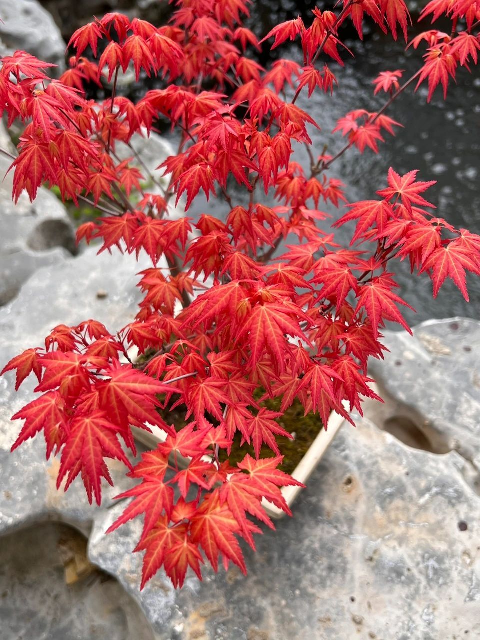春天的枫树(槭树)最美   图1最大的那棵枫树是黄金枫袖锦,春天黄色小