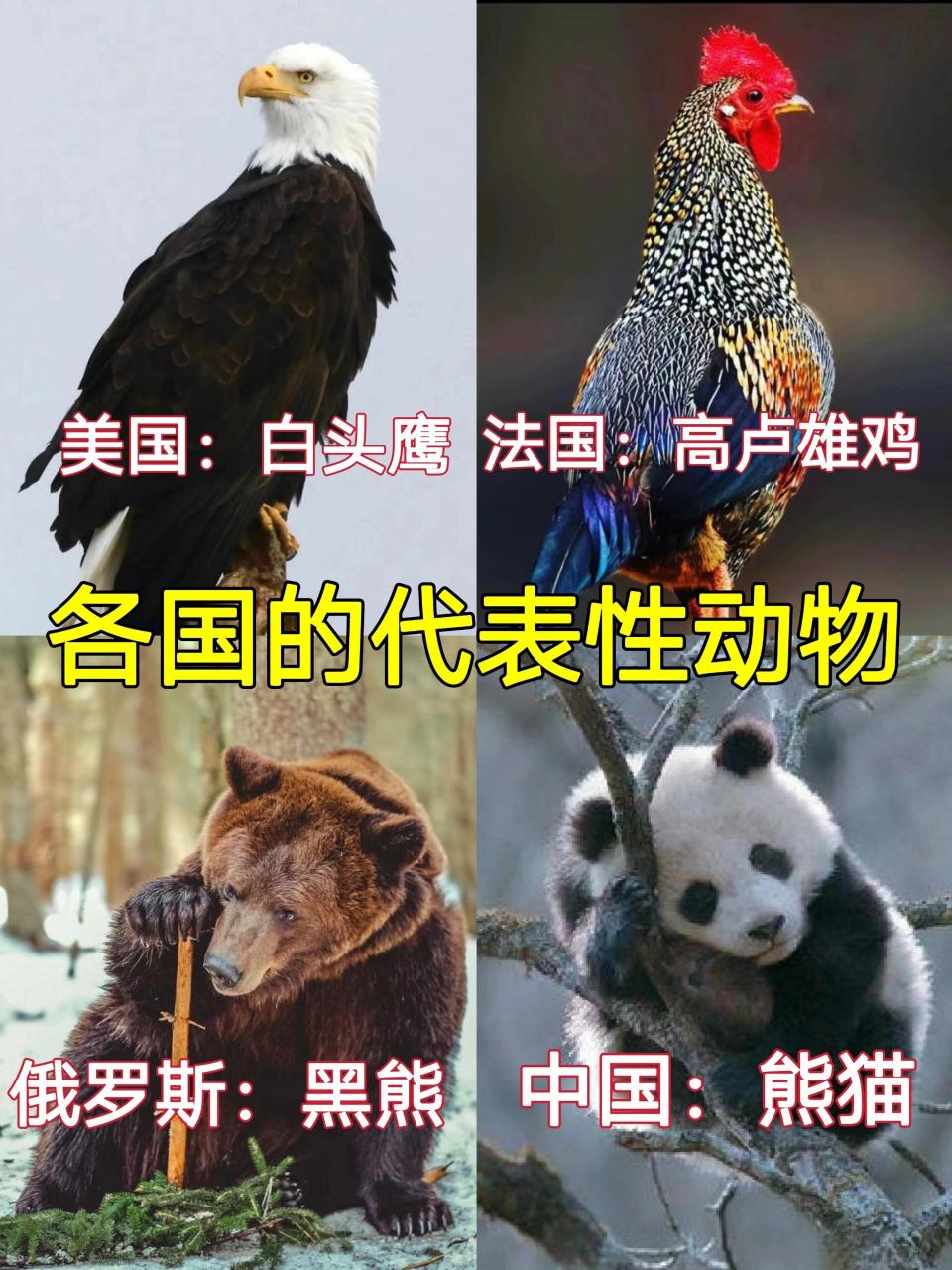 世界各国的代表动物图片