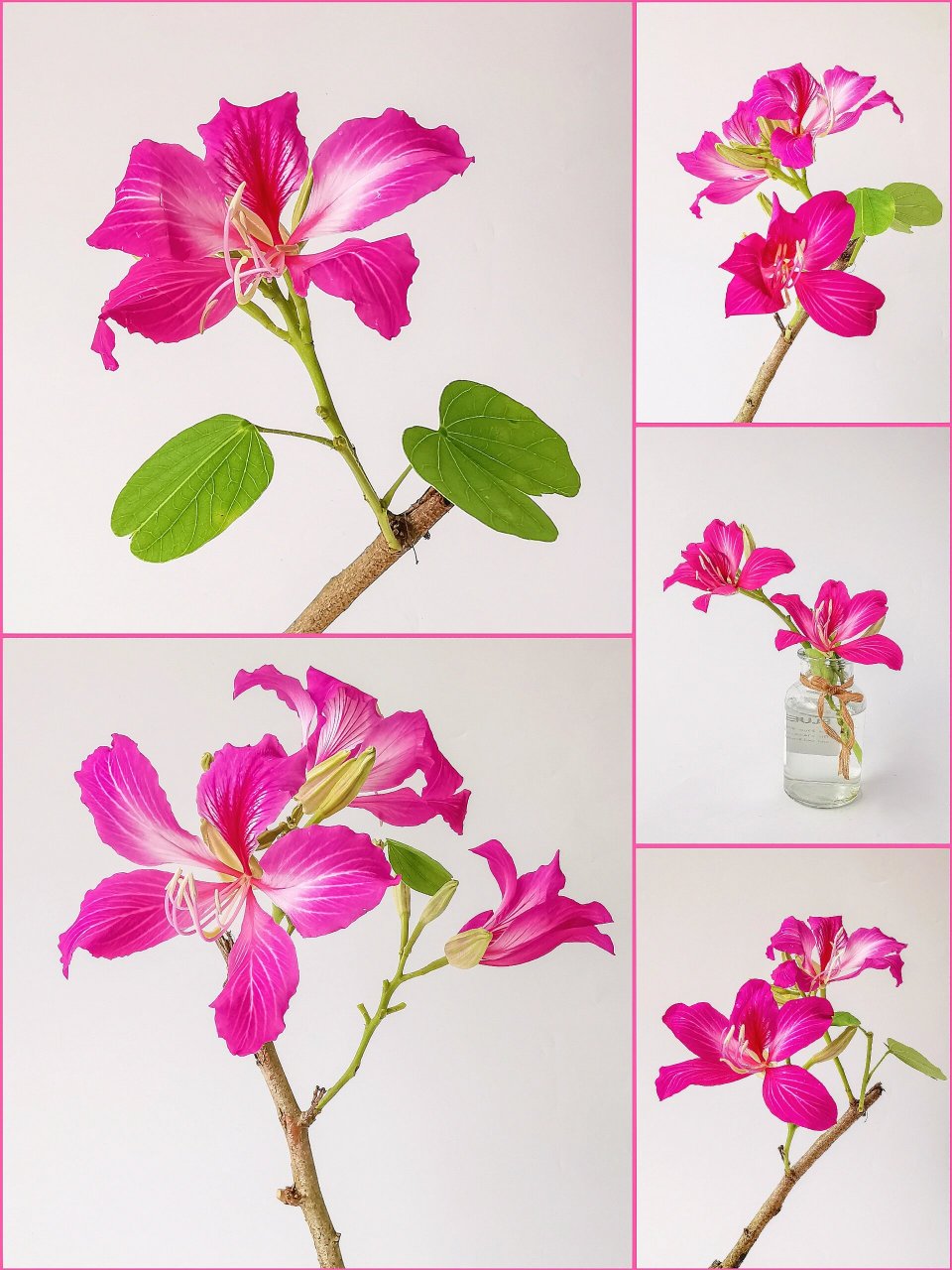 绘画素材:红花羊蹄甲(洋紫荆花)