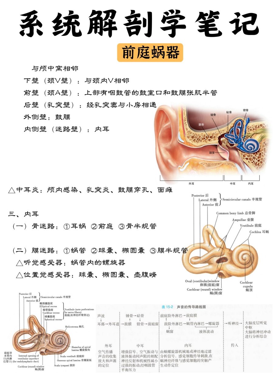 前庭蜗器的解剖结构图图片