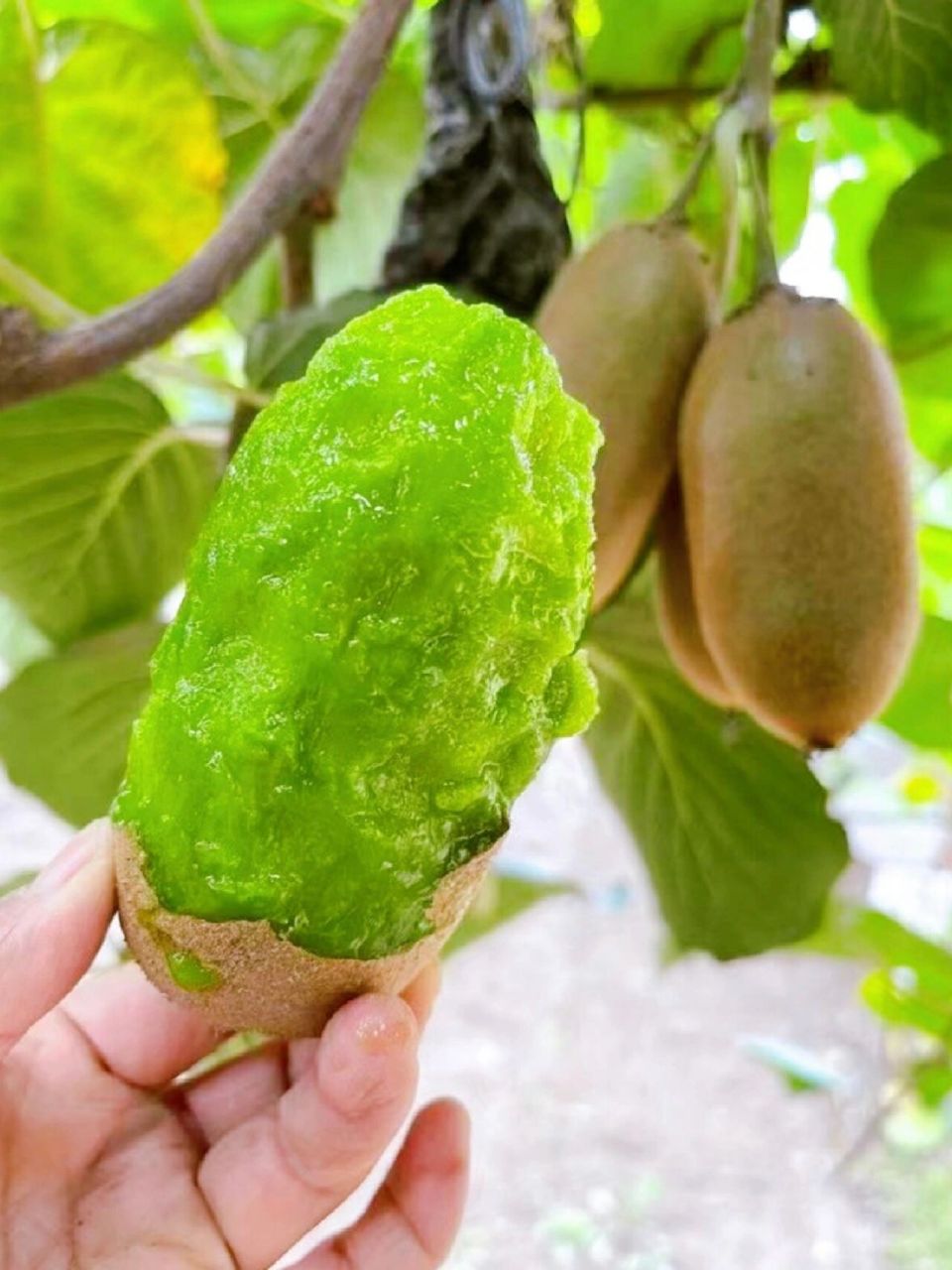 颠覆认知05比新西兰佳沛好吃n 金福猕猴桃  分享我的年度购买超满意