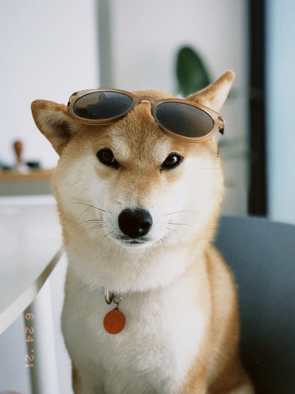 柴犬头像|墨镜一戴,谁都不爱