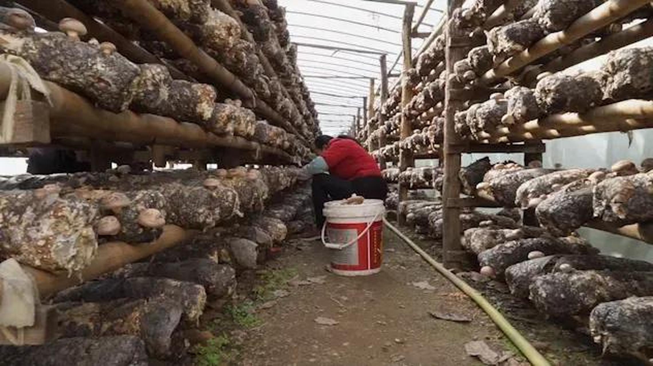 随着冬季到来,地处伏牛山深处的河南省卢氏县迎来香菇的出菇高峰季节.