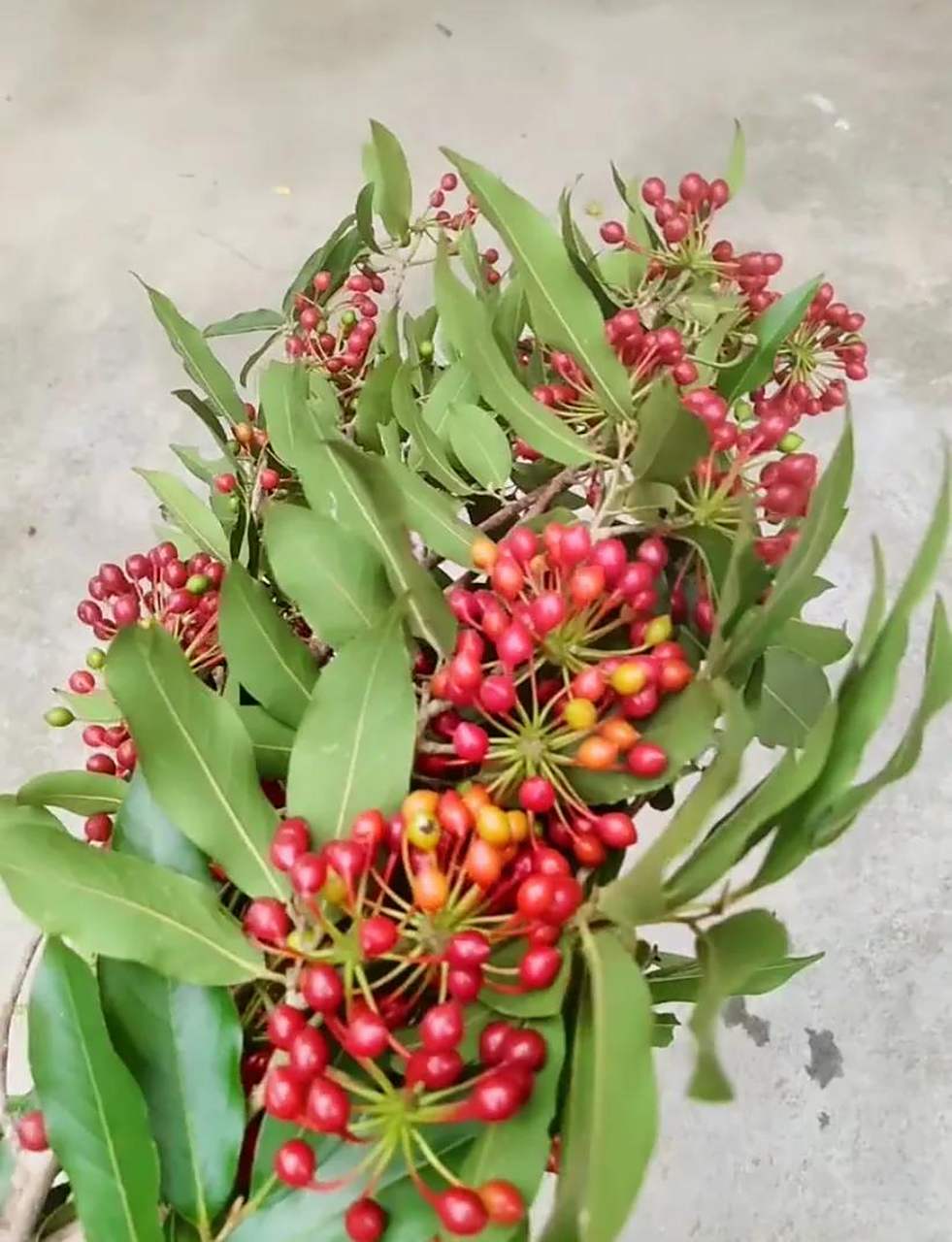 海南本地野生水果满树通红,你吃过吗