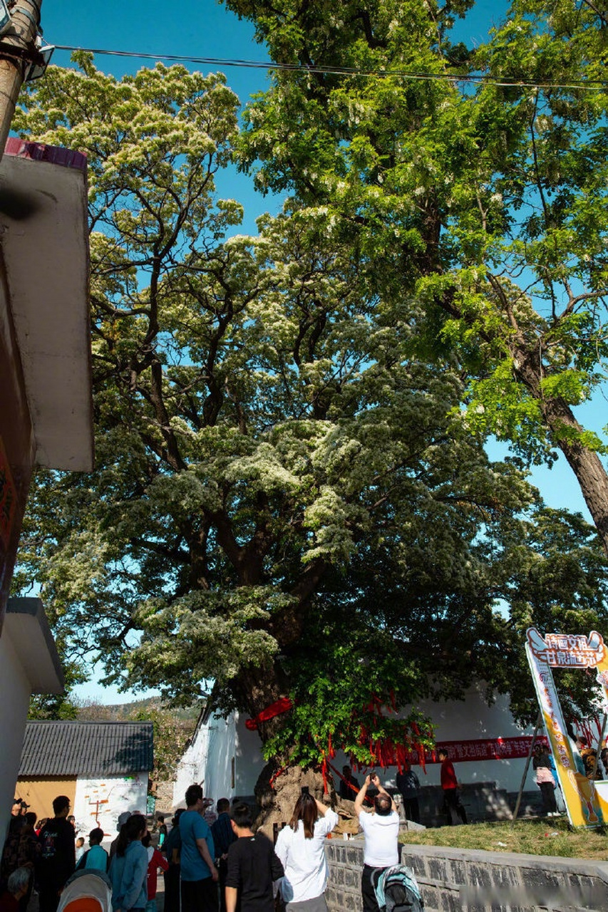 五一你就来山东#  这里是章丘文组的甘泉村,一个能听到日子潺潺流水