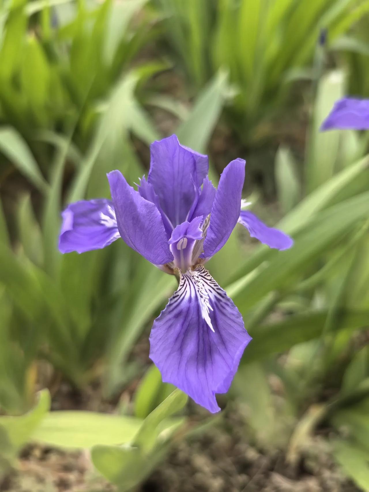 鸢尾还有好多称呼,如鸽子花,蓝蝴蝶等等