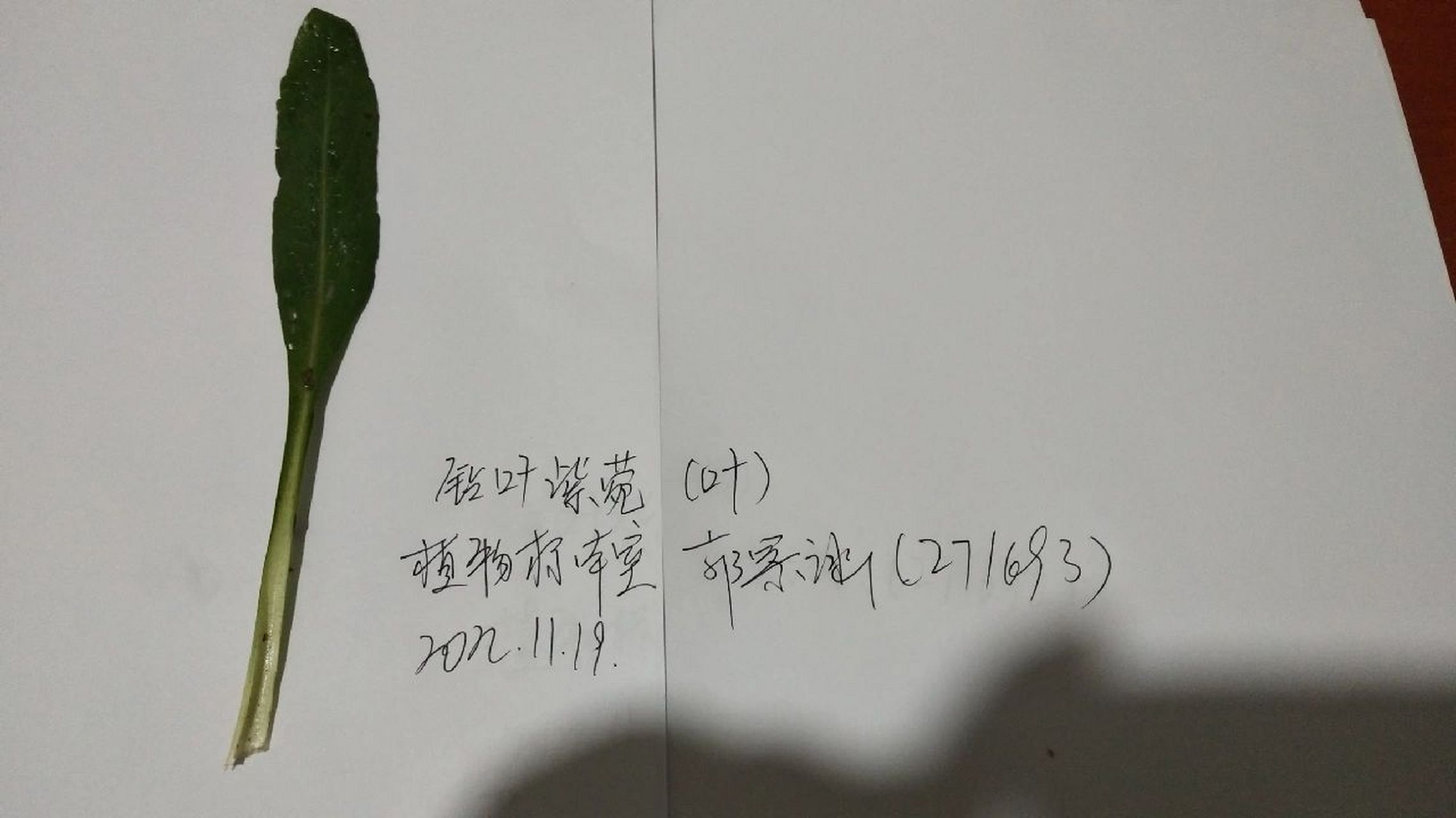 钻叶紫菀 钻叶紫菀(学名:symphyotrichum subulatum (michx.) g.l.