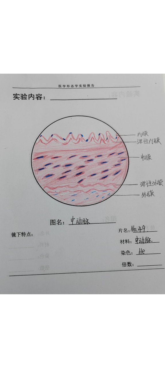 白喉红蓝铅笔绘图图片