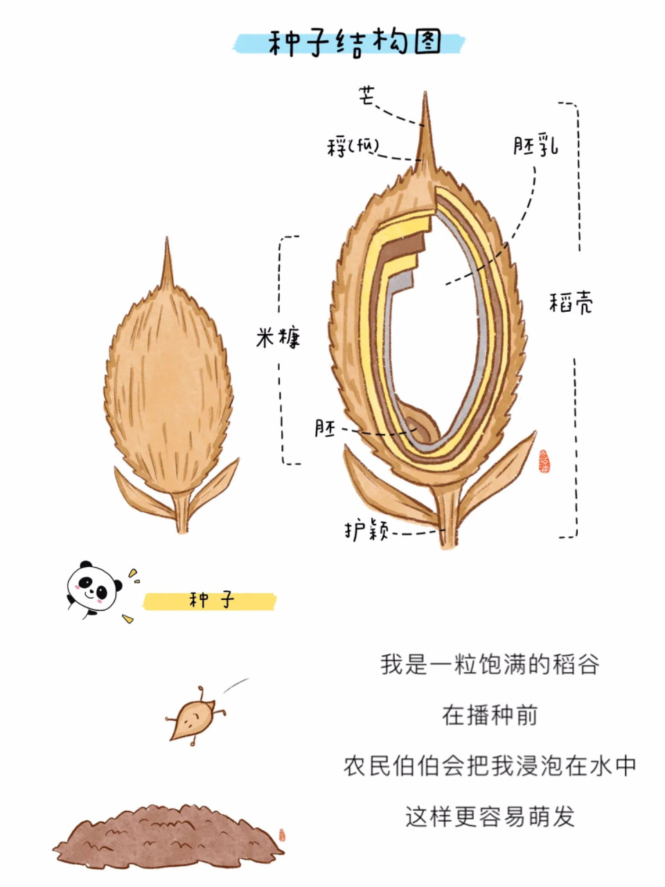 水稻种子示意图图片