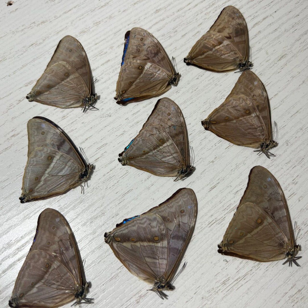 小蓝闪蝶个体小,属于小型闪蝶,它的个体比阿东尼斯闪蝶,夜明珠闪蝶