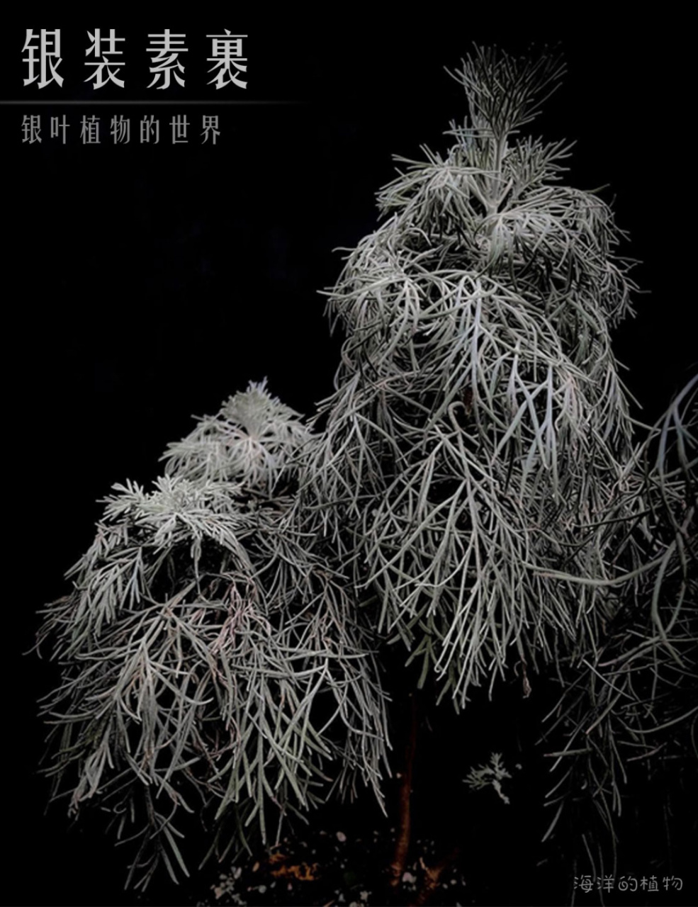 在自然界也有很多高冷的银叶系植物,这些叶子泛着银色或灰色光泽,独特