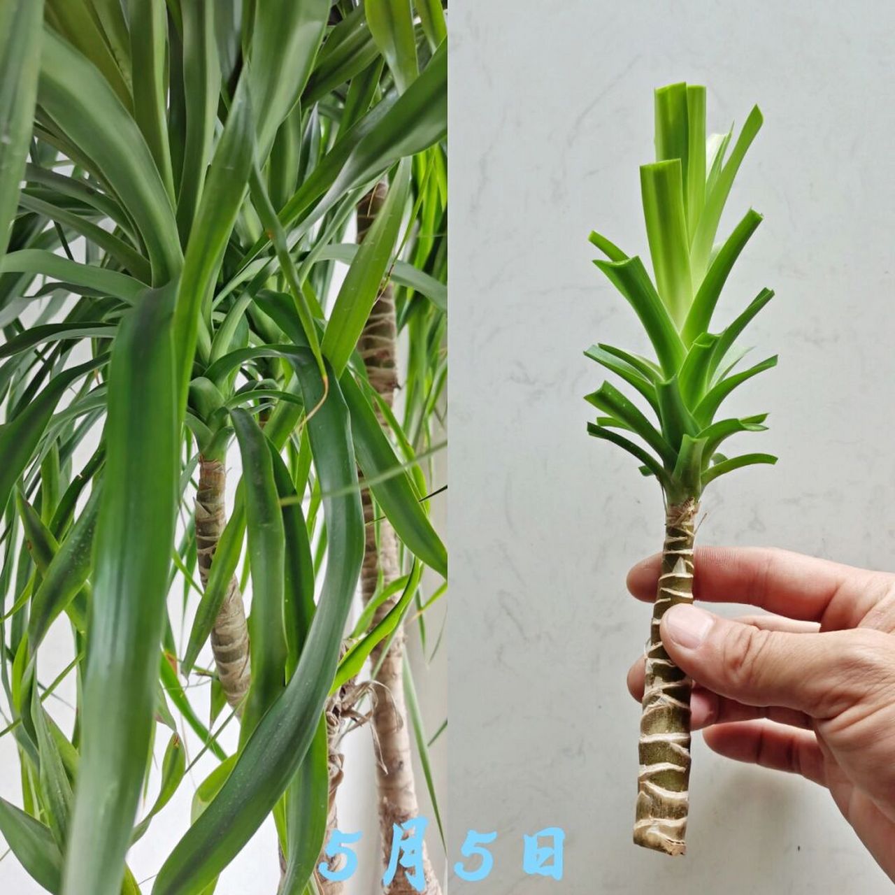 记录首次水培扦插龙血树的历程,惊喜等着你 今天不谈