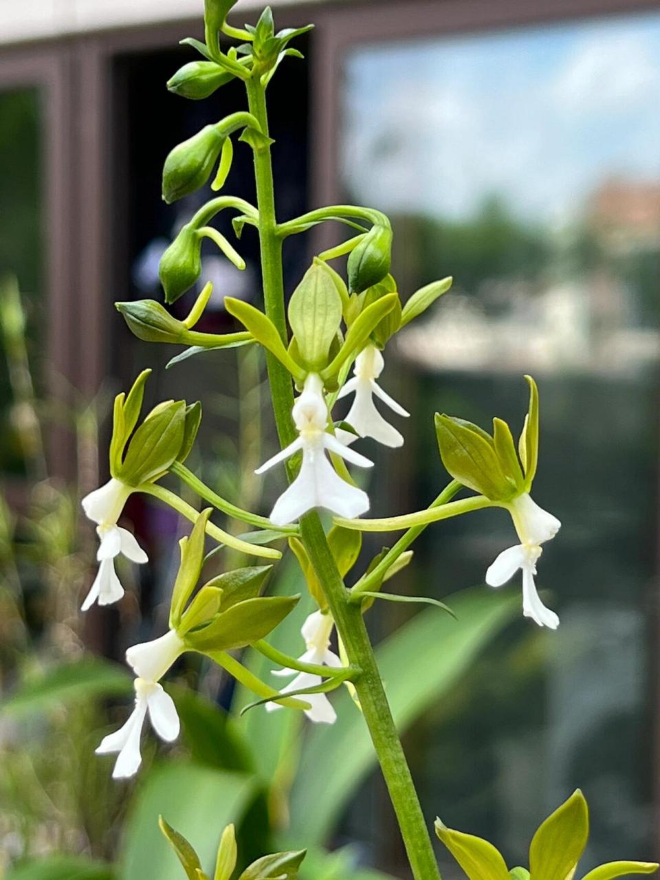 葫芦茎虾脊兰图片