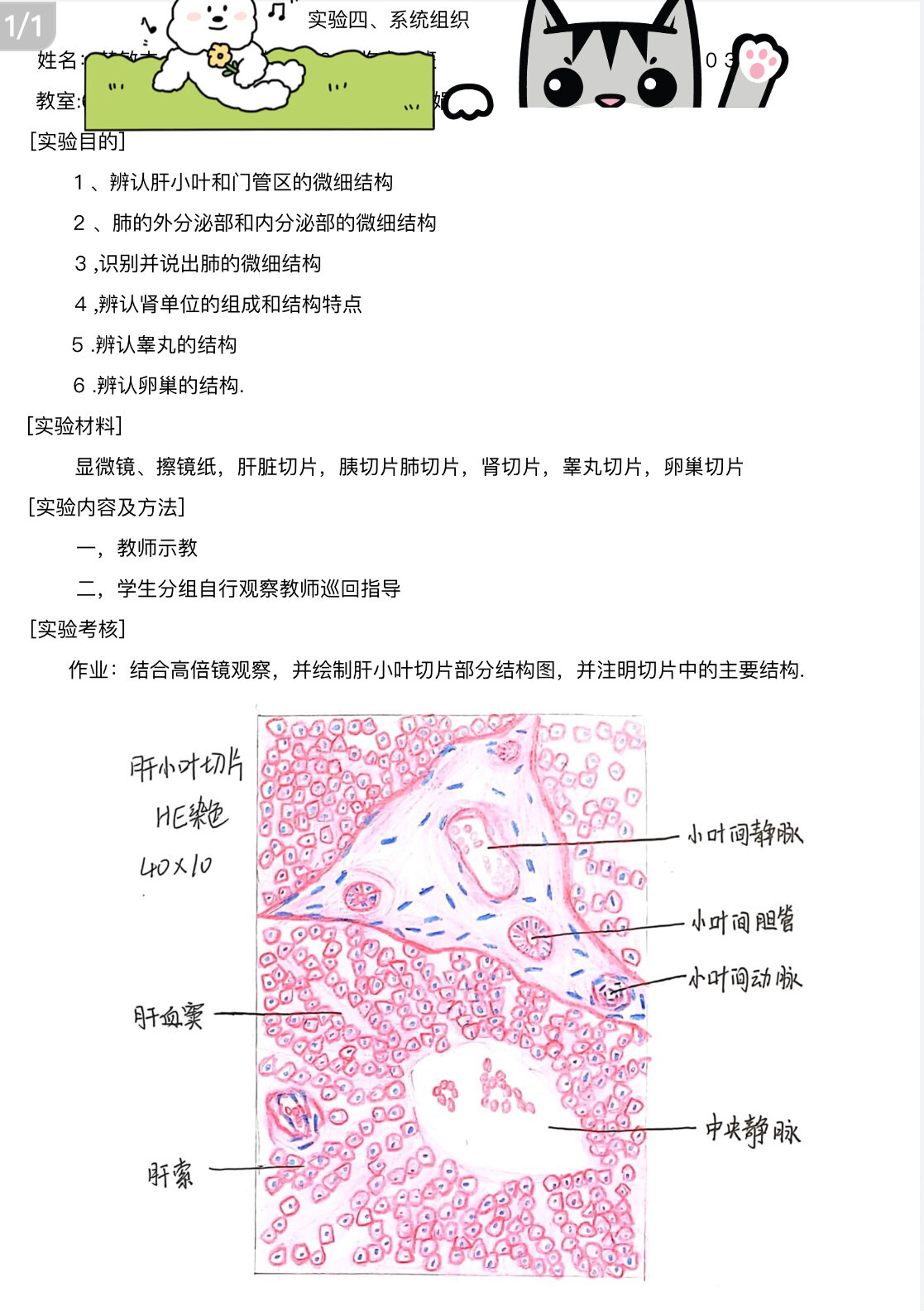 肝小叶红蓝铅笔图片