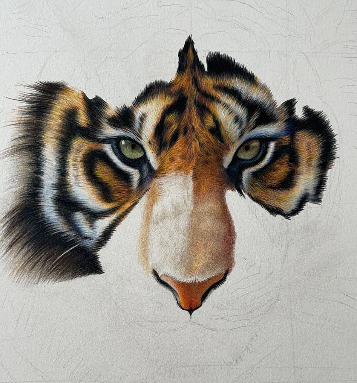 彩铅画-老虎 使用工具:三福霹雳马彩铅150色,三菱彩铅36色,获多福细纹