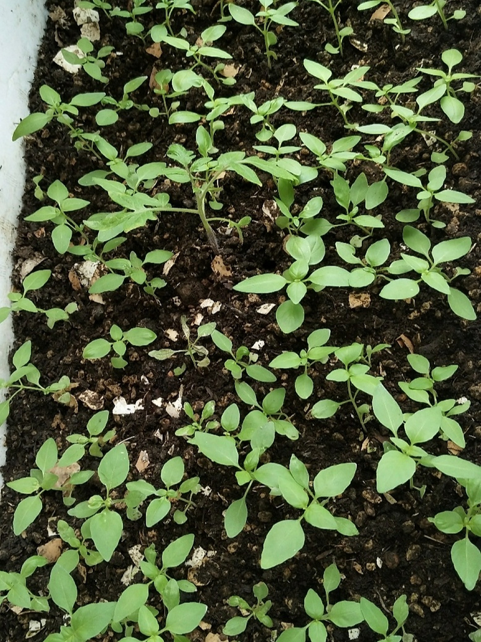 我的九层塔(荆芥)一个月成长历程 学名:九层塔 土话:荆芥 味道:淡淡的