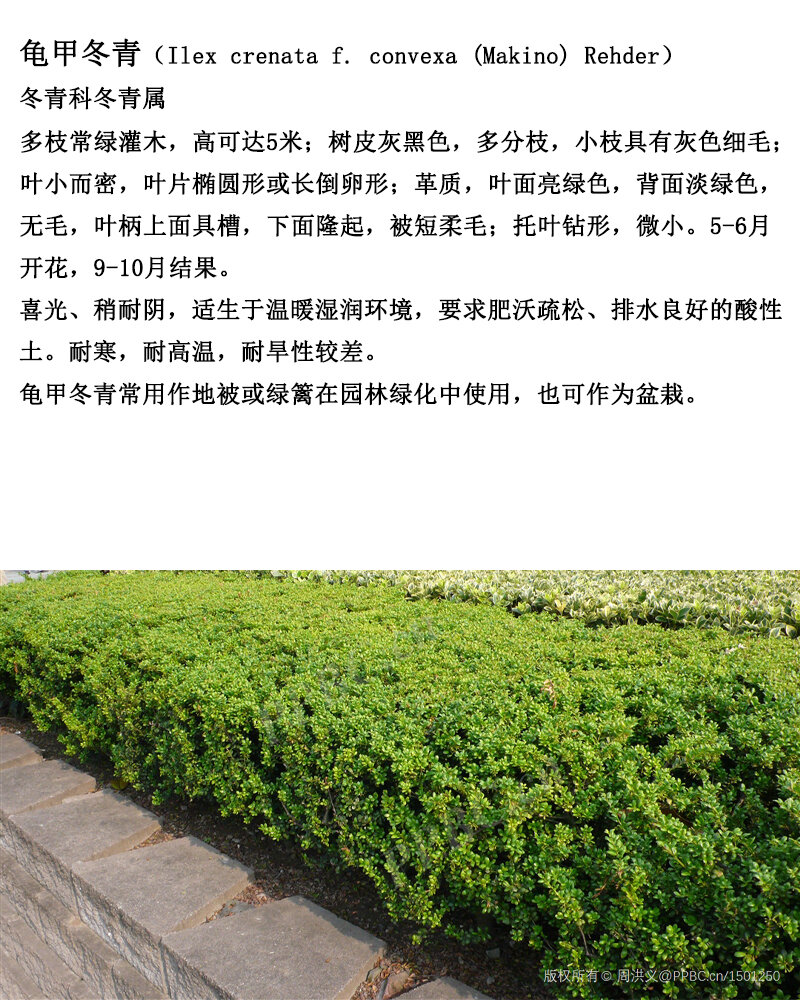 绿化苗木-地被篇12龟甲冬青 冬青科,冬青属齿叶冬青栽培种,多枝常绿