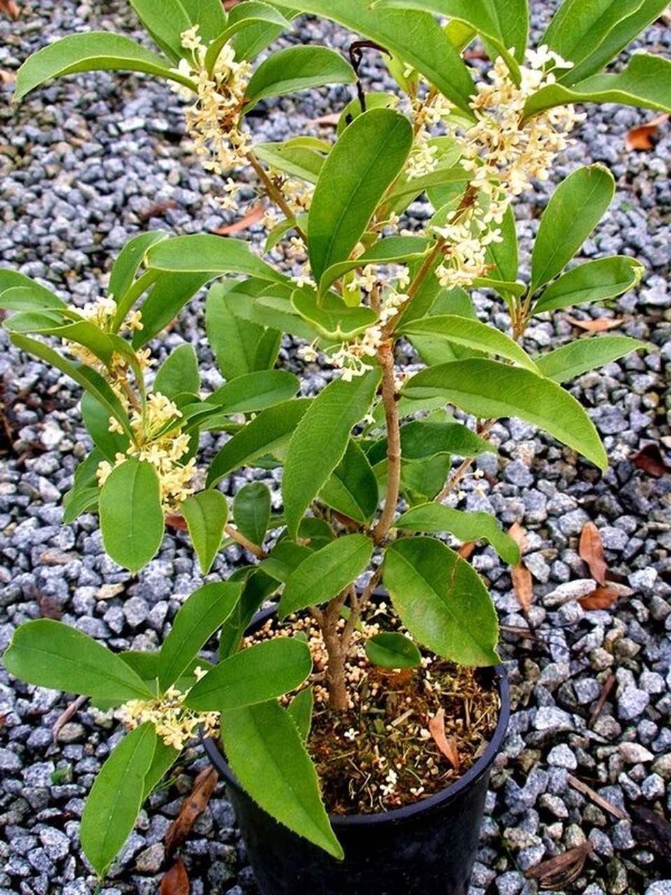 多伦多 佛顶珠 佛顶珠"原产四川成都,为90年代选育的四季桂类品种.