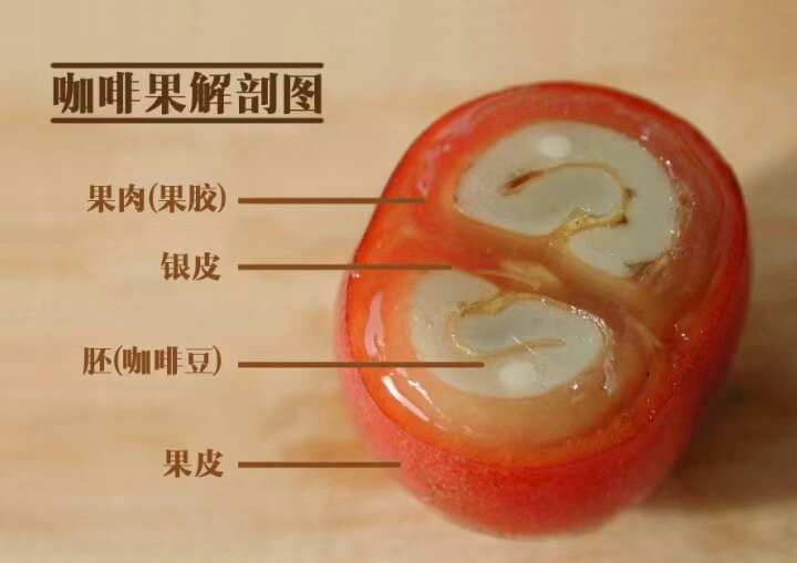 咖啡豆的结构