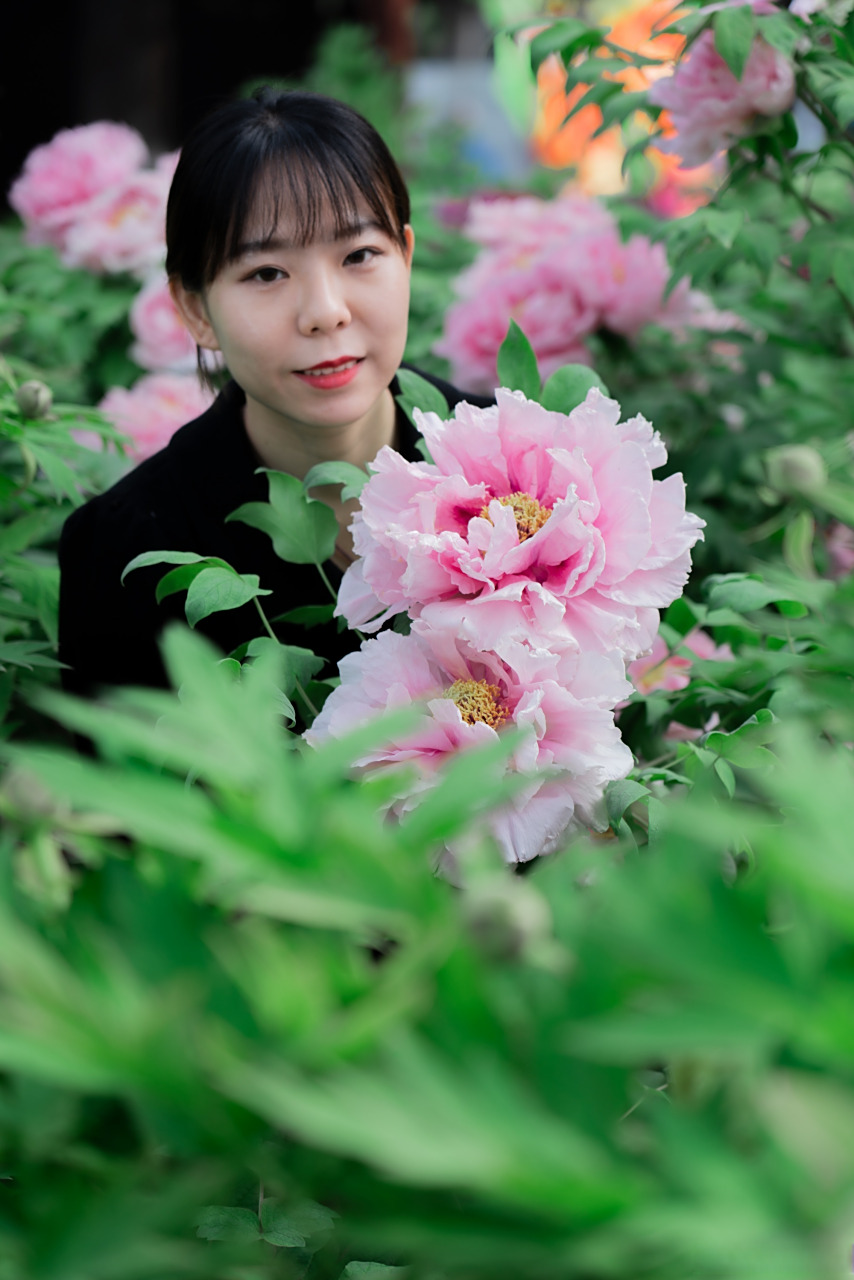 洛阳有比脸还大的牡丹##有种叫八束狮子的牡丹大如盘# 洛阳牡丹最棒