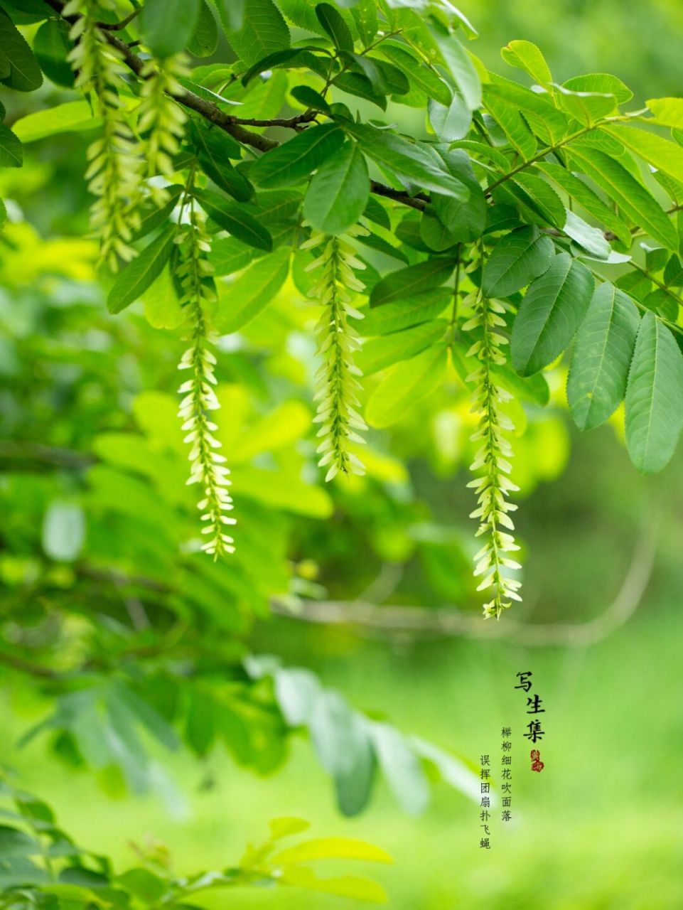 是胡桃科,枫杨属植物.