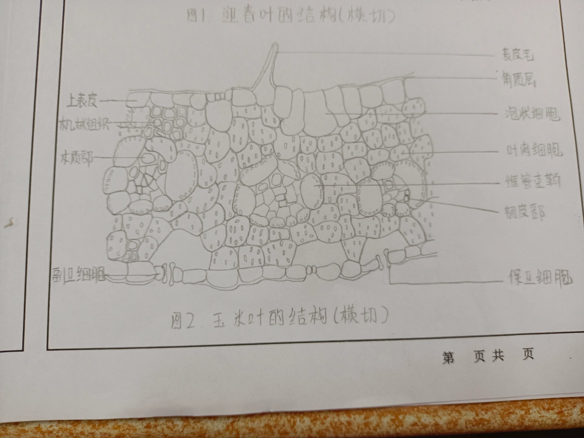 玉米叶片横切结构图图片